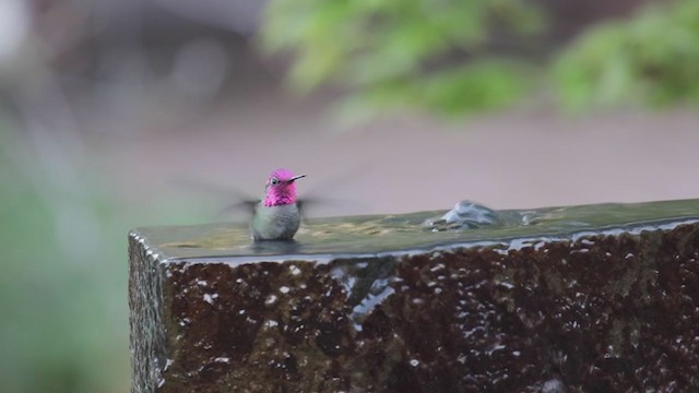 Anna's Hummingbird - ML320257571