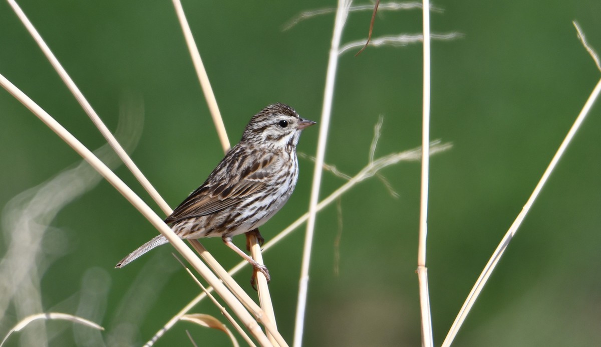 Savannah Sparrow - Chris Summers