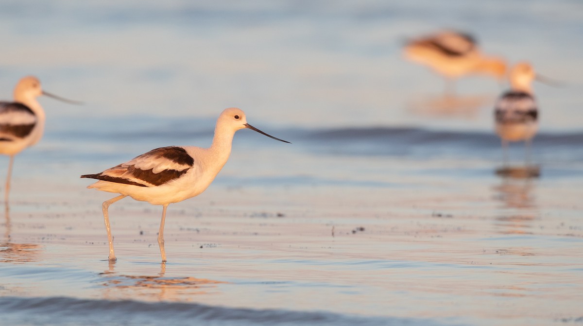 American Avocet - Ian Davies