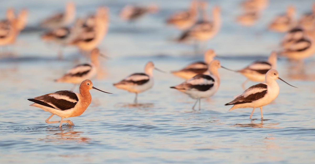 American Avocet - Ian Davies