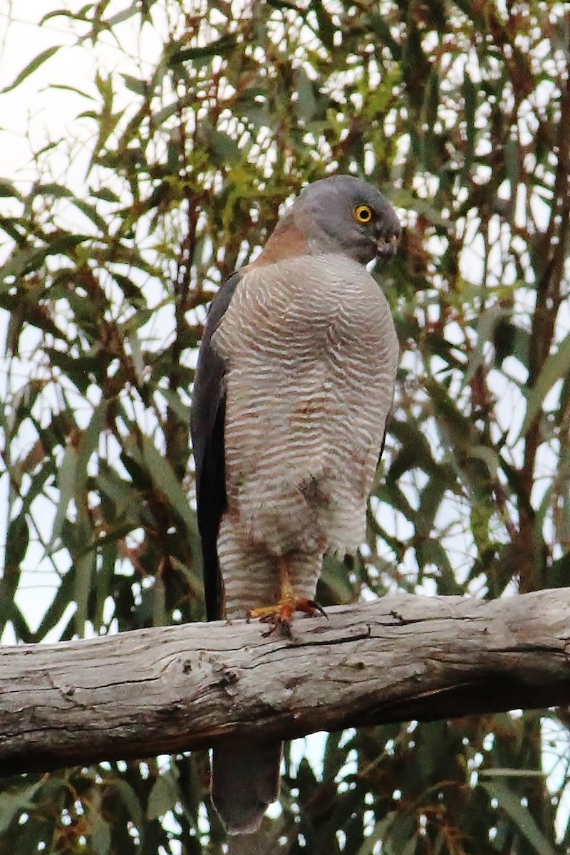 Collared Sparrowhawk - Richard Arnold