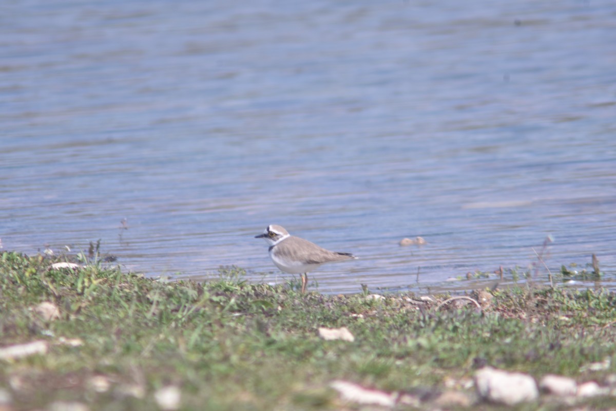 Little Ringed Plover - Metin Güzeliş