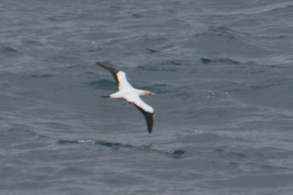 Australasian Gannet - ML32026231