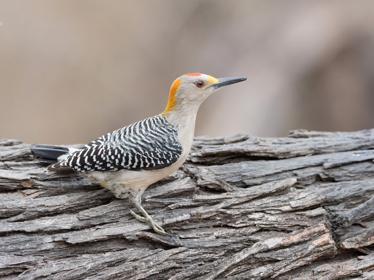 Golden-fronted Woodpecker - ML320262541