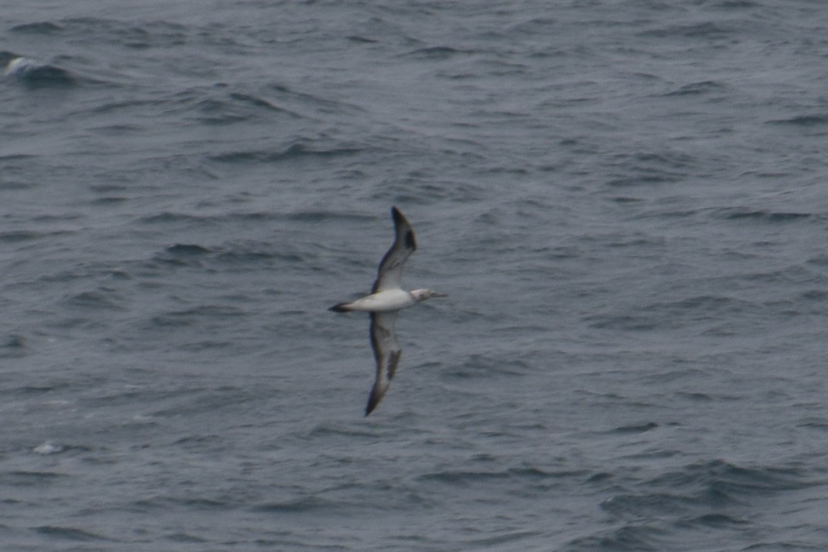 Australasian Gannet - ML32026331