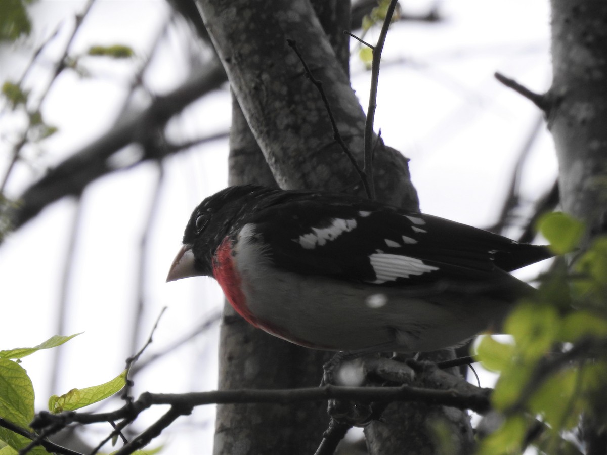 Rose-breasted Grosbeak - ML320266081