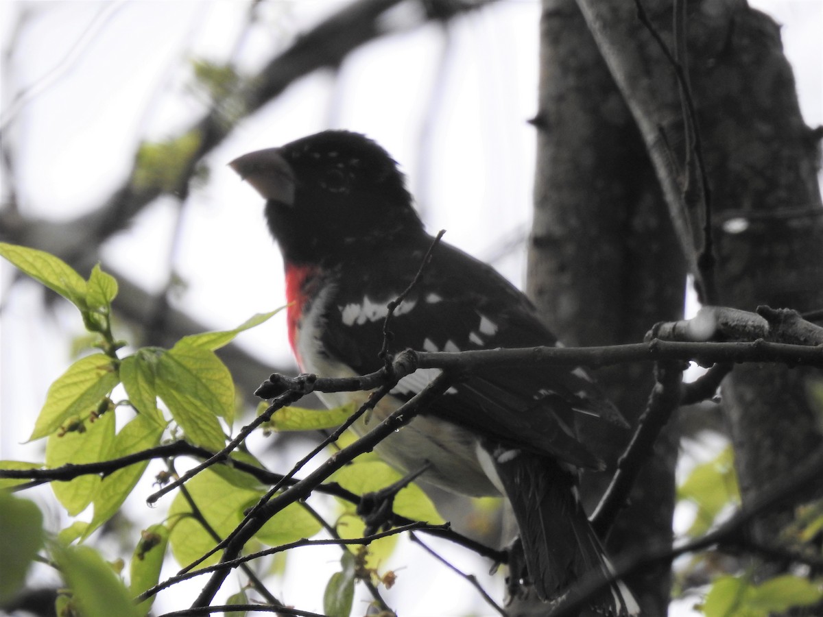 Rose-breasted Grosbeak - ML320266111