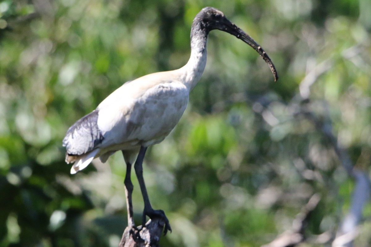 Australian Ibis - ML32026751