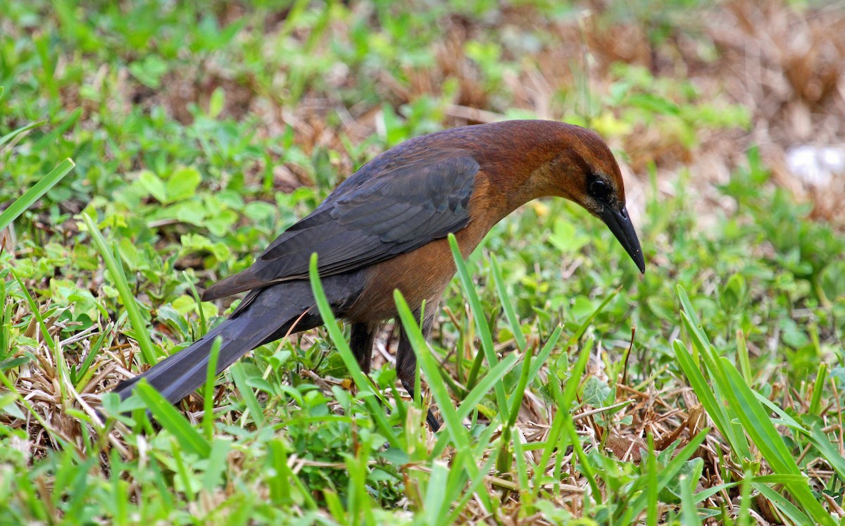 Boat-tailed Grackle - ML32026771