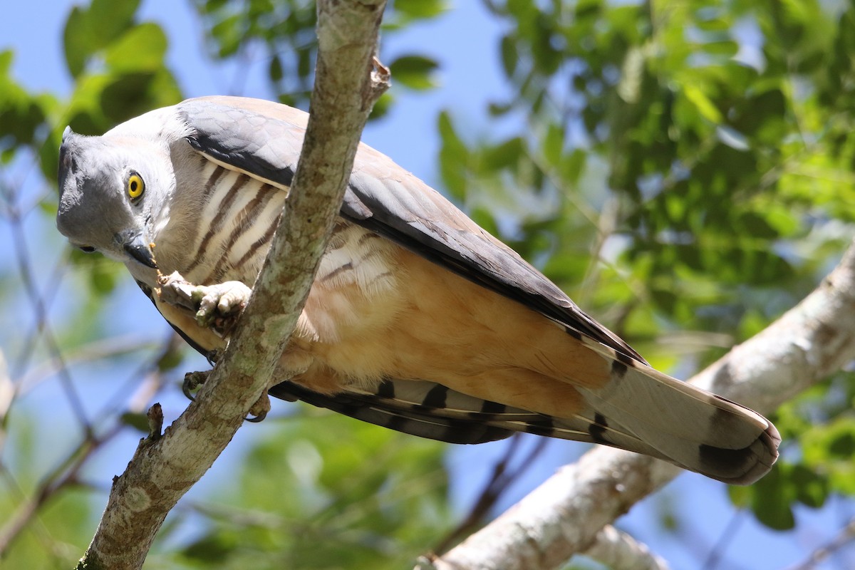 Pacific Baza - ML32026801