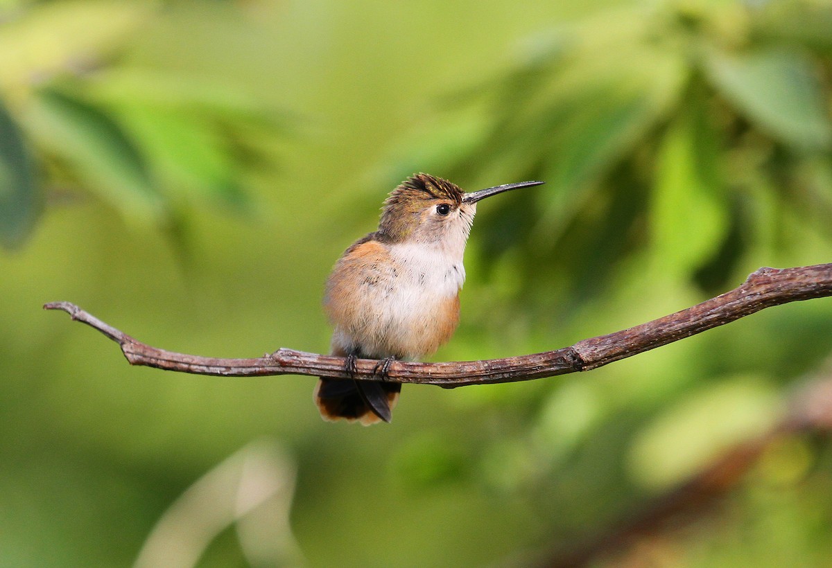 Colibrí de las Bahamas - ML32026831