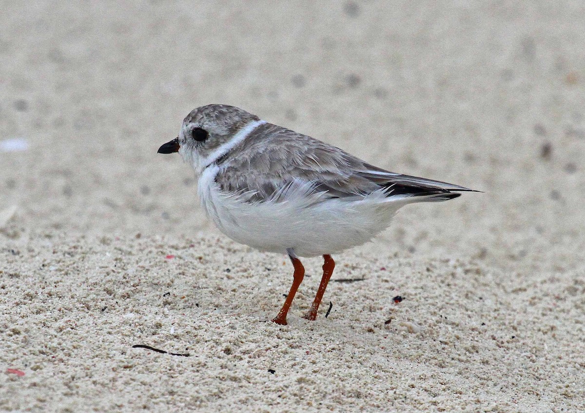 Piping Plover - Paul Lewis