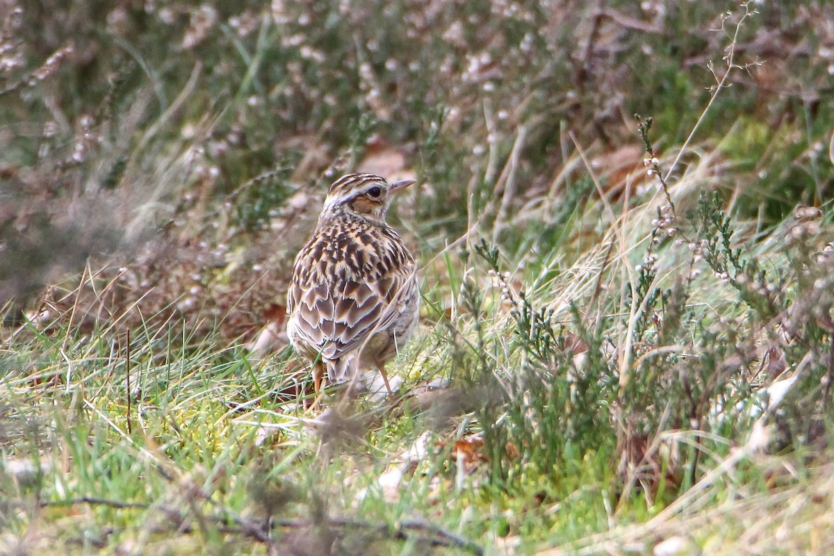 Wood Lark - ML320268531