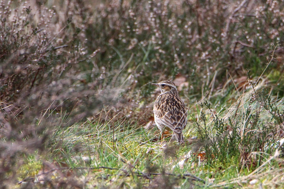Wood Lark - ML320268541