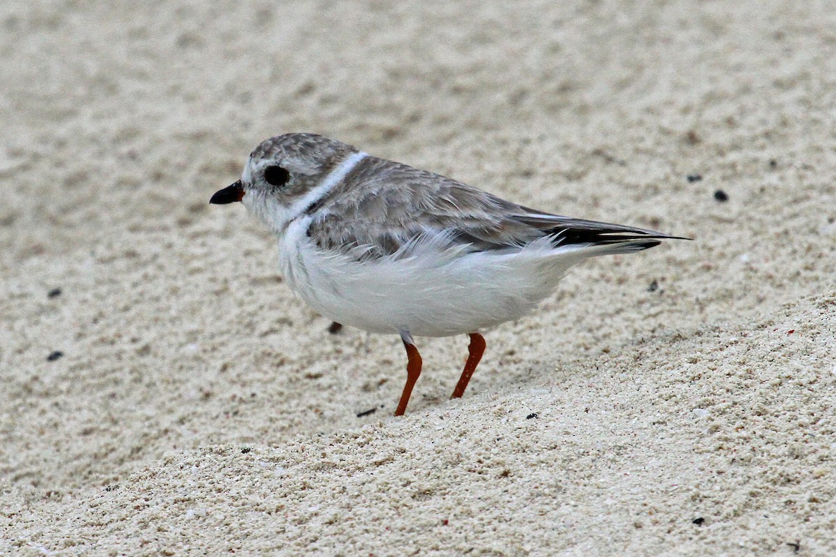 Piping Plover - ML32026871