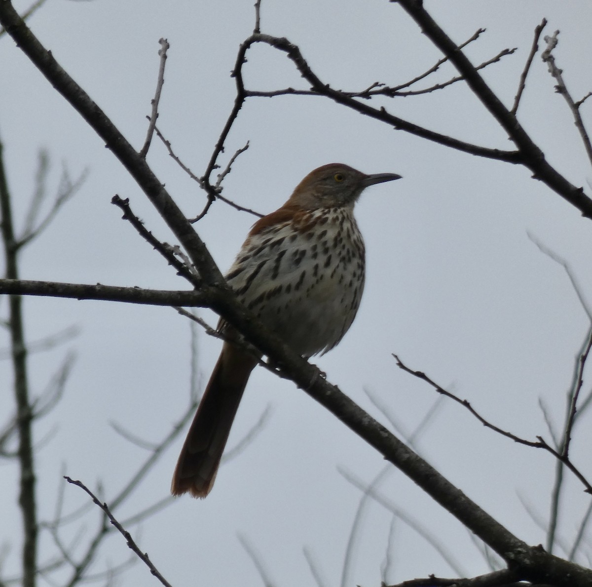 Brown Thrasher - ML320268711