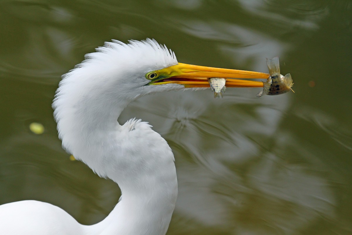 Great Egret - Paul Lewis