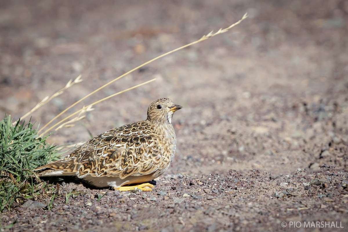 Gray-breasted Seedsnipe - Pio Marshall