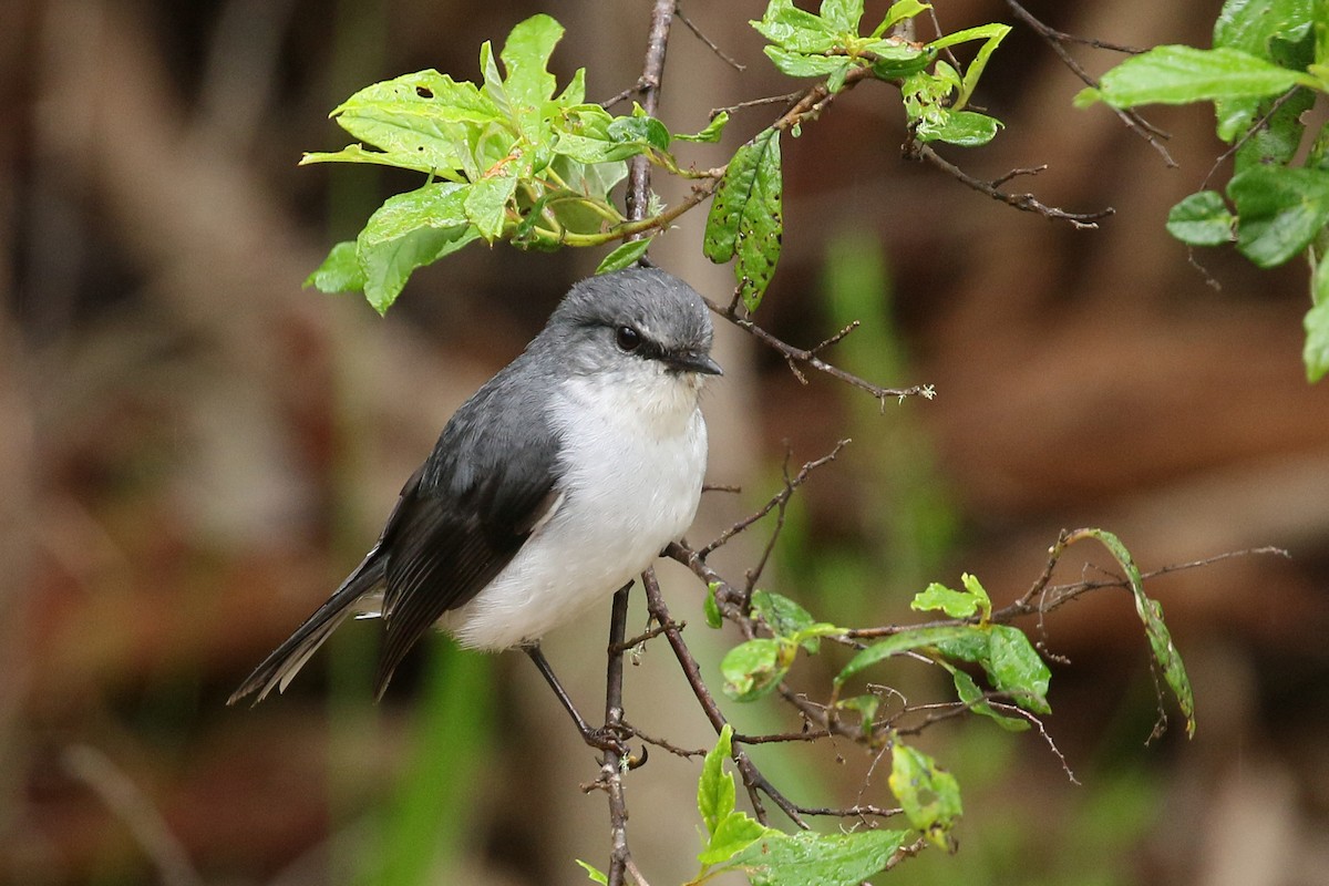 White-breasted Robin - ML320270511