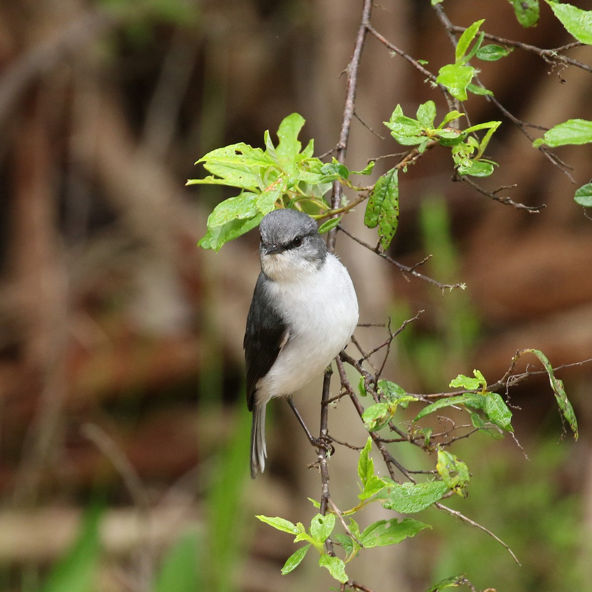 White-breasted Robin - ML320270551