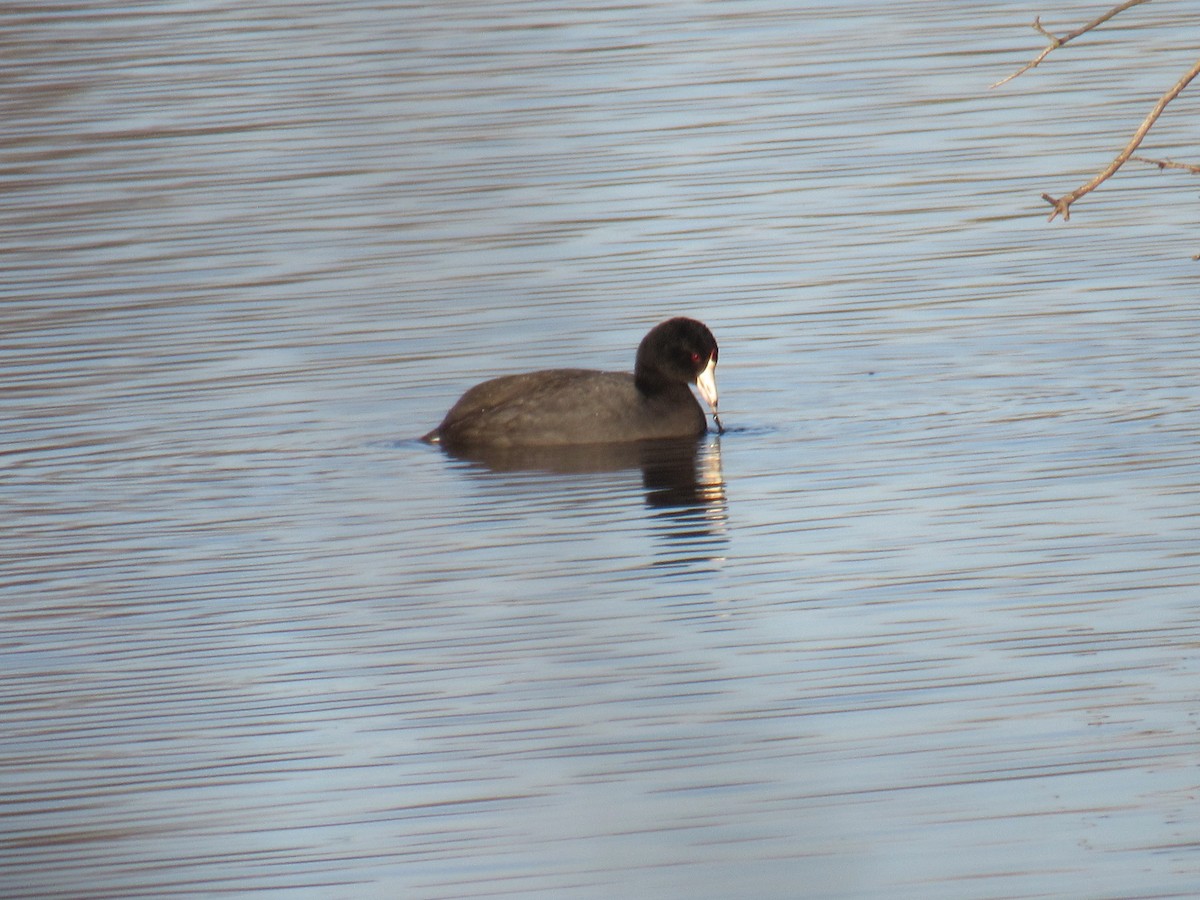 American Coot - ML320271841