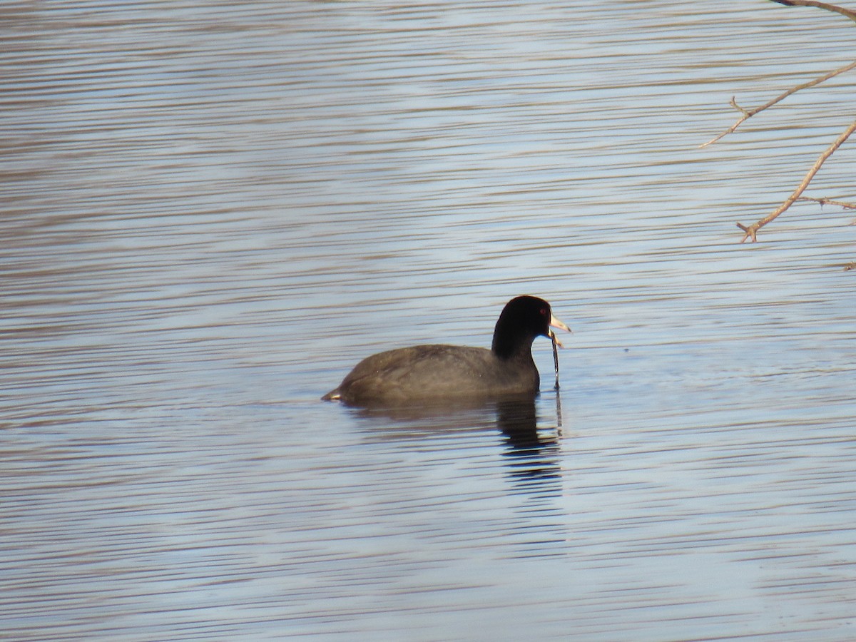 American Coot - ML320271891