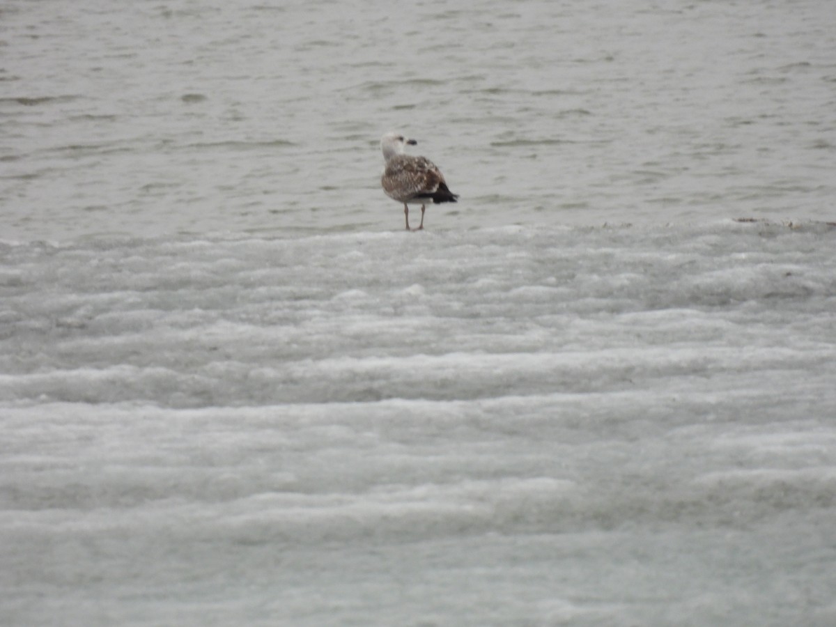 Great Black-backed Gull - ML320272361