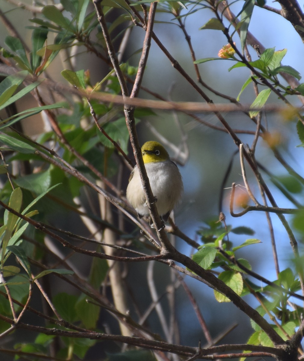 Silvereye - ML32027461