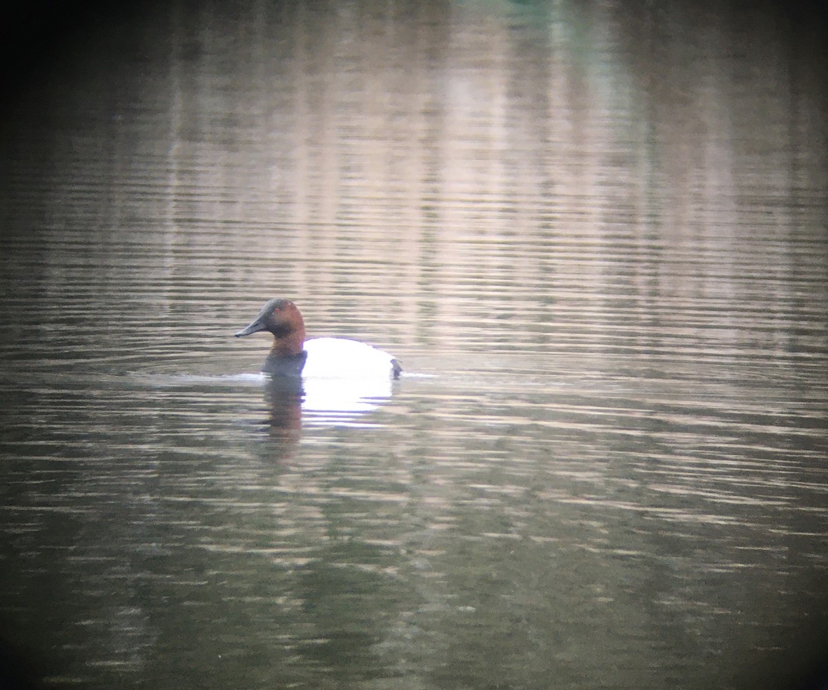 Canvasback - ML320275151