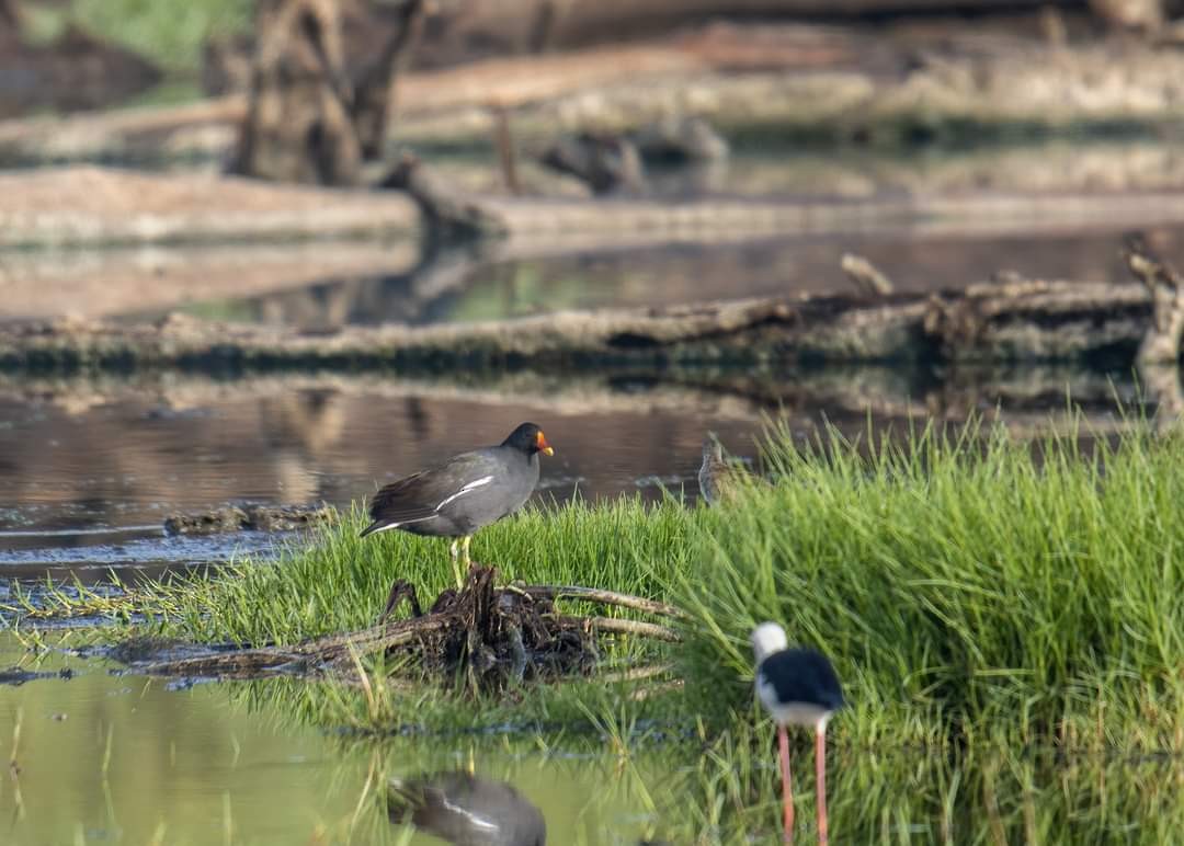 Eurasian Moorhen - ML320276771