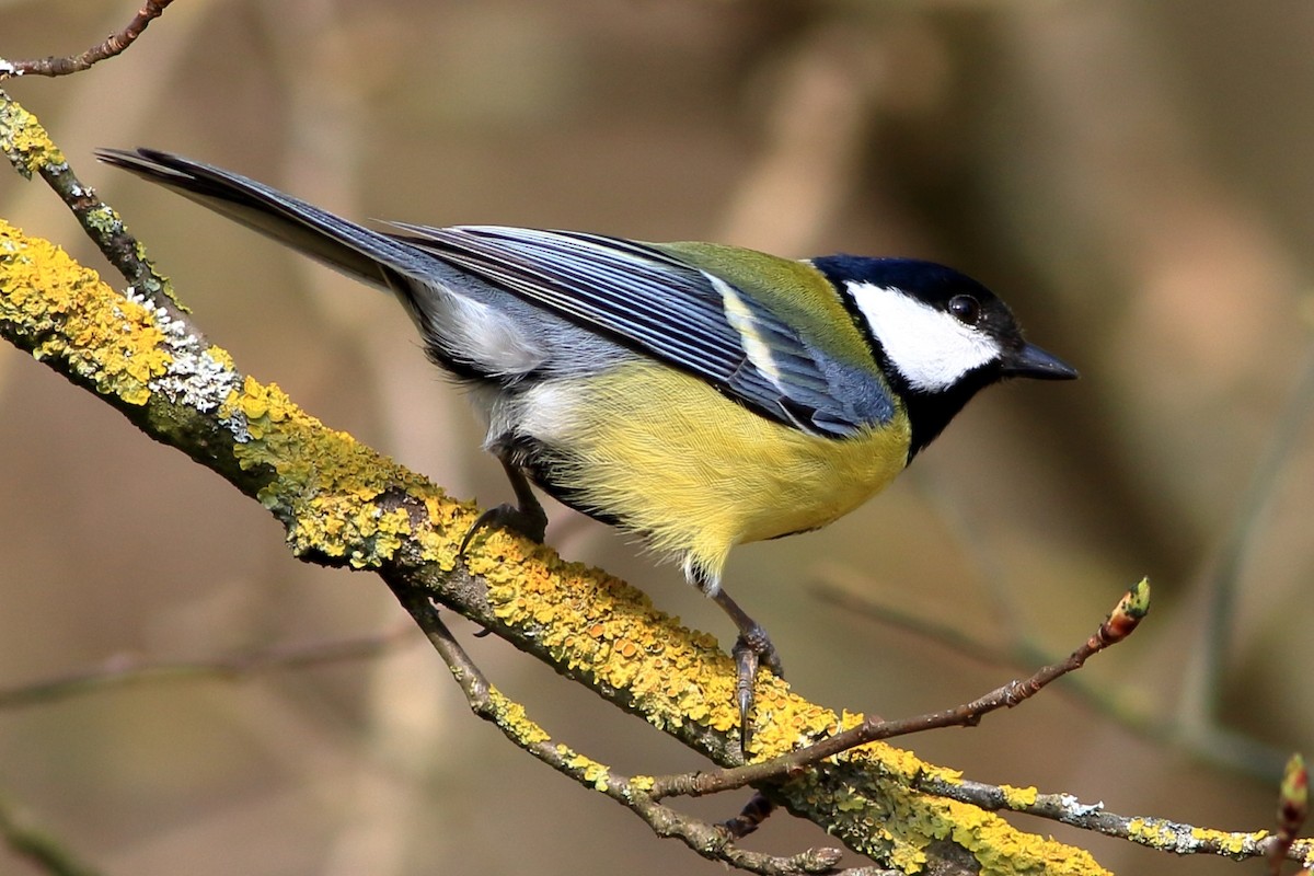 Great Tit - Manfred Bienert