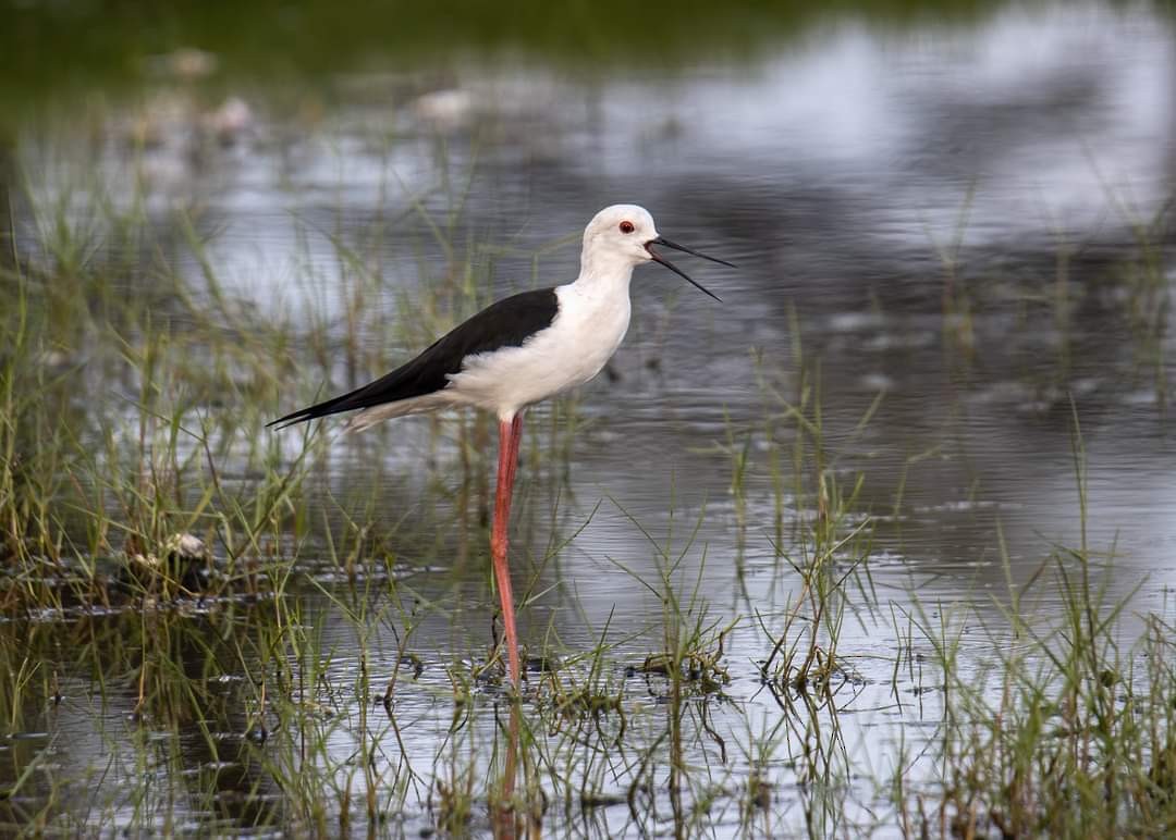 Black-winged Stilt - ML320276981