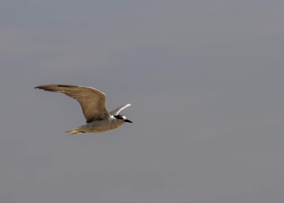 Whiskered Tern - ML320277311