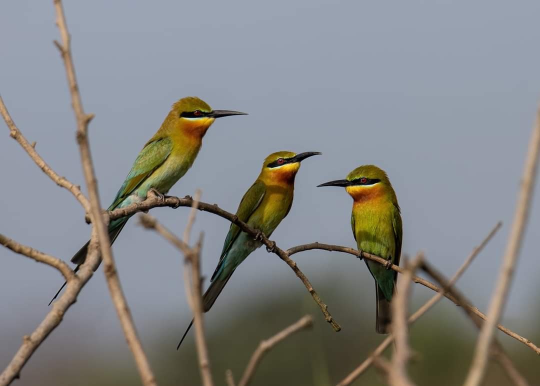 Blue-tailed Bee-eater - ML320277741