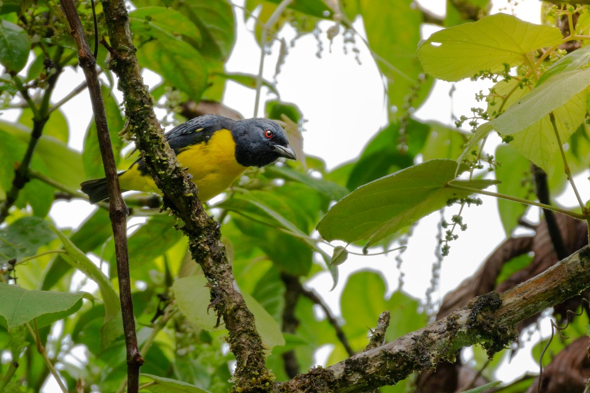 Blue-and-gold Tanager - ML320277751