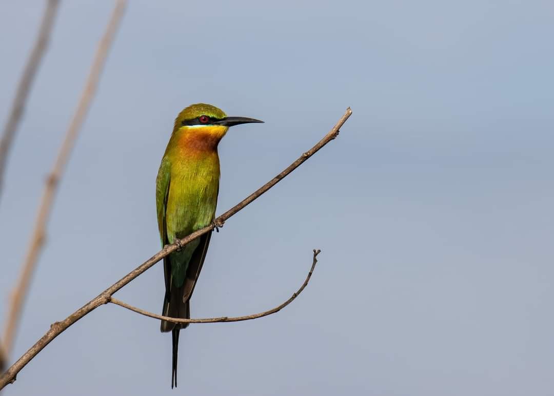 Blue-tailed Bee-eater - ML320277811