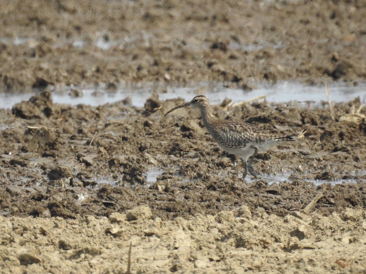 Whimbrel (White-rumped) - ML320279461