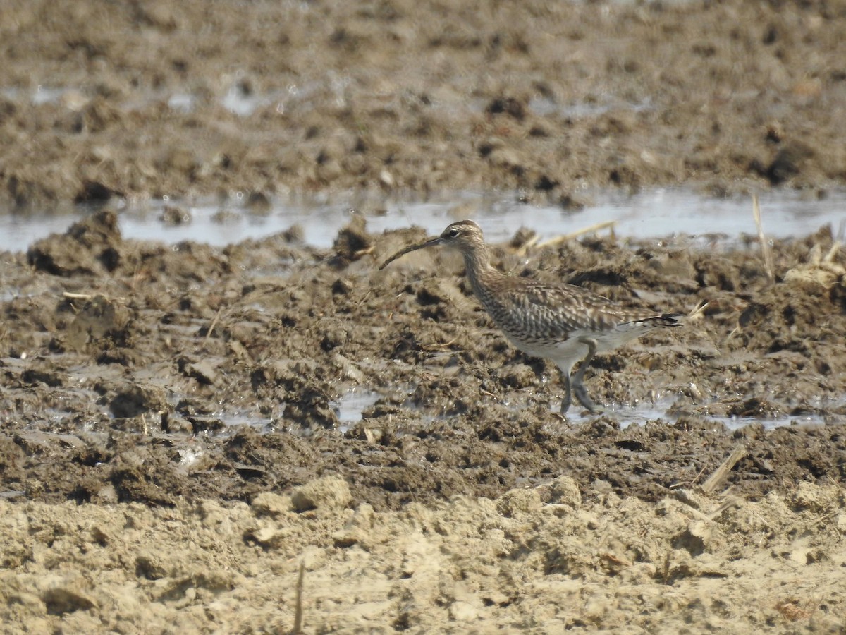 Regenbrachvogel - ML320279461