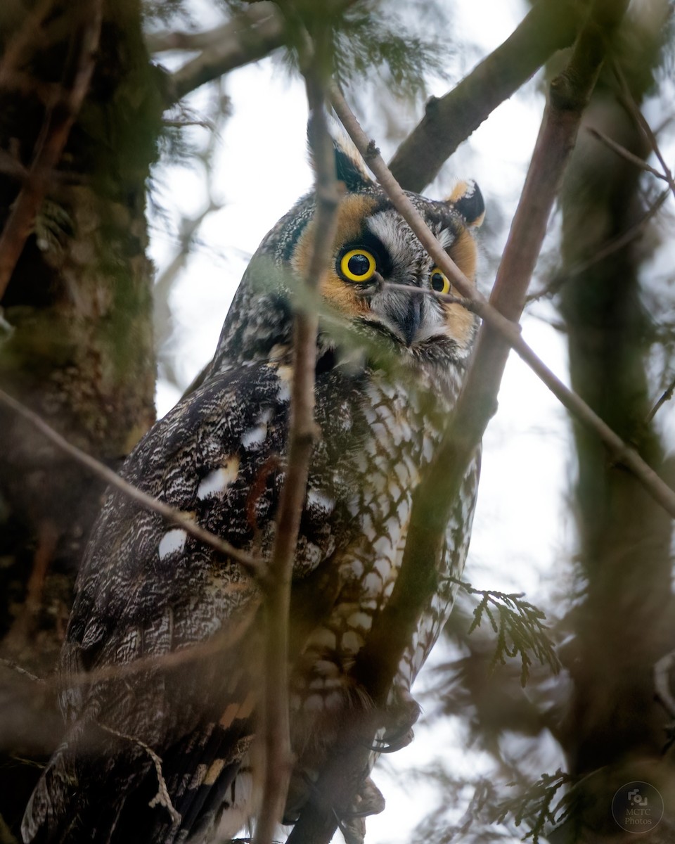 Long-eared Owl - ML320282041