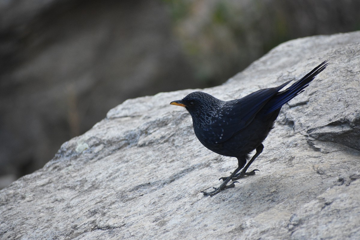 Blue Whistling-Thrush - Shuvendu Das