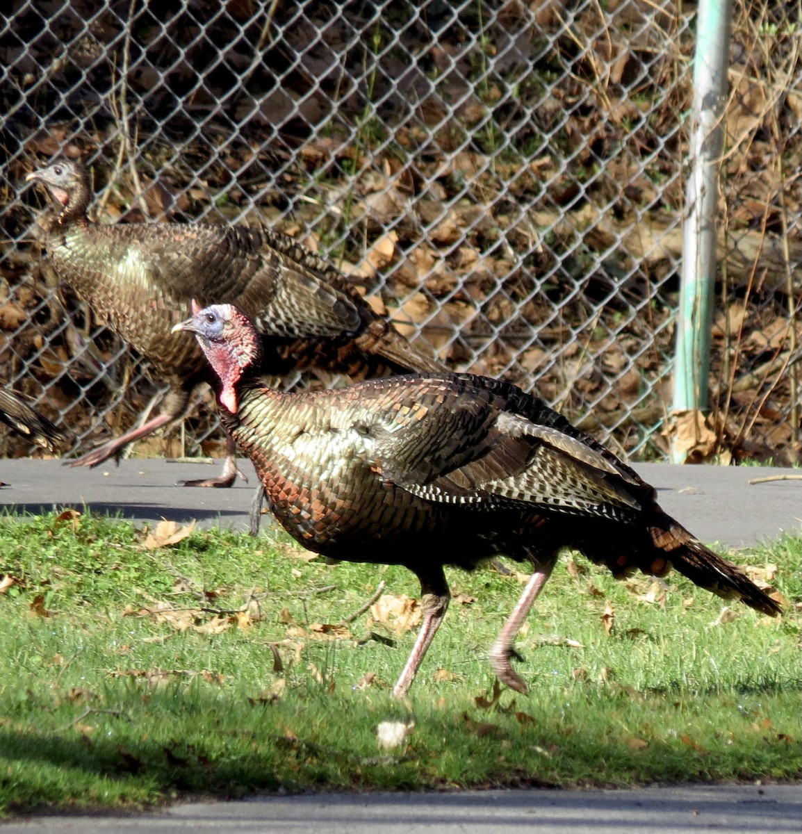 Wild Turkey - Barb Matthews