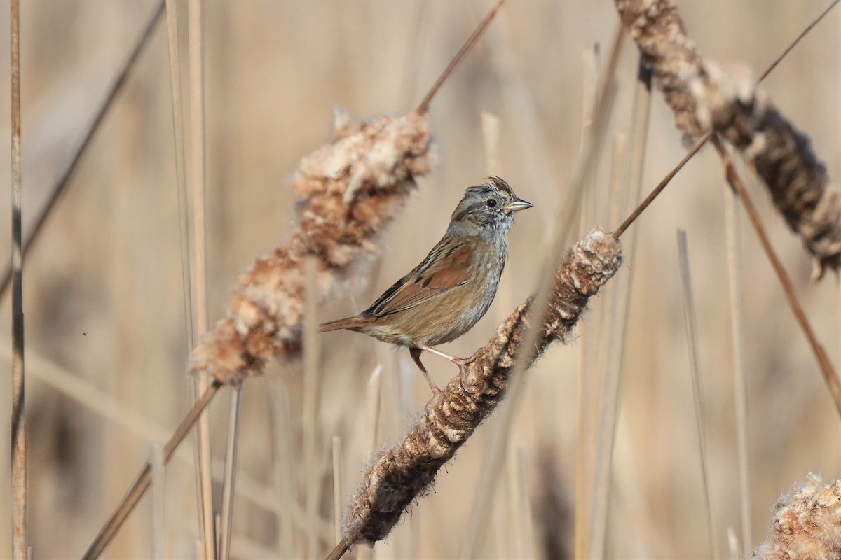 Swamp Sparrow - ML320283091