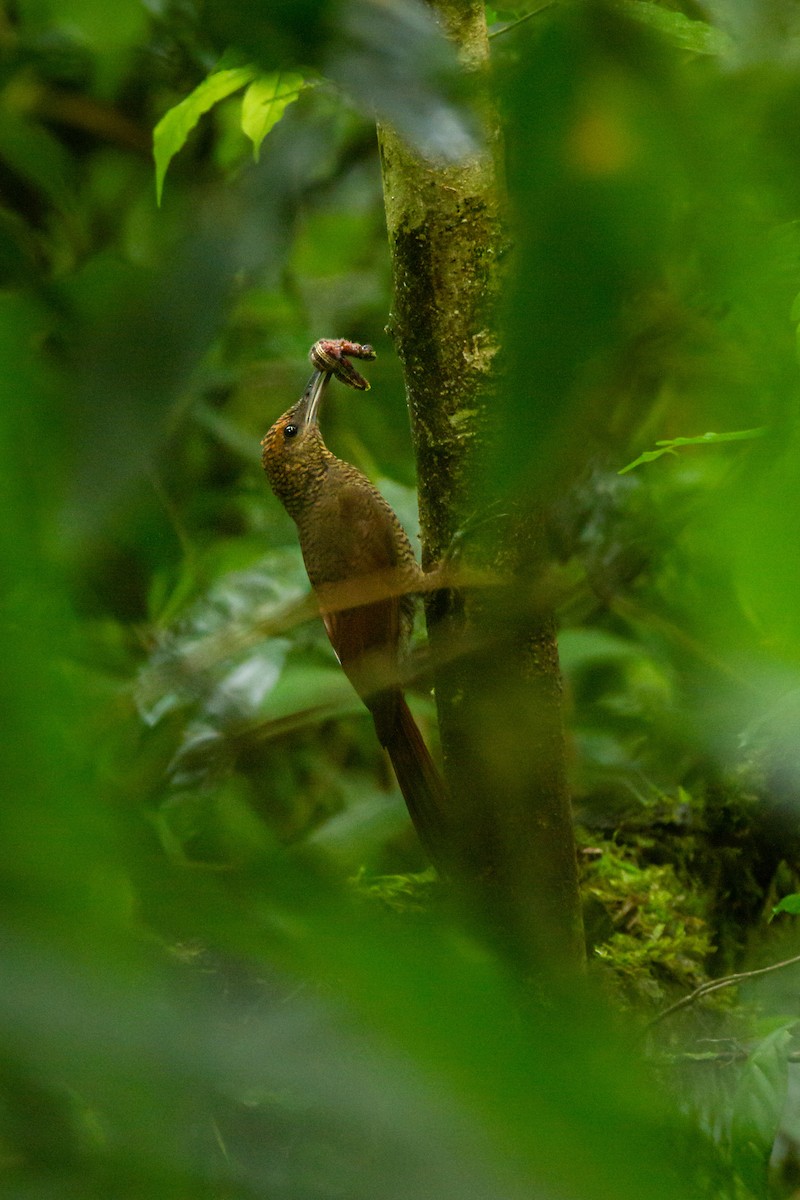 Northern Barred-Woodcreeper - ML320283801