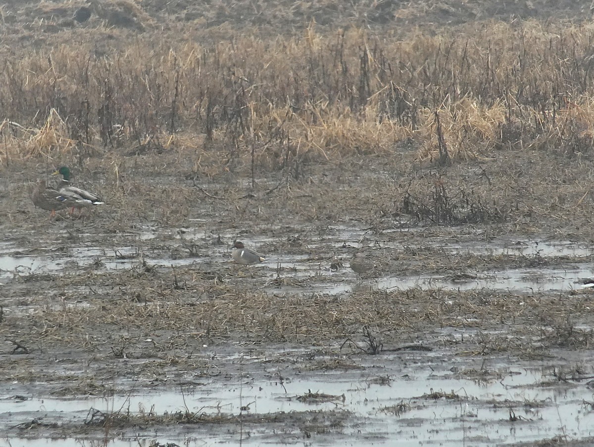 Green-winged Teal - ML320284641