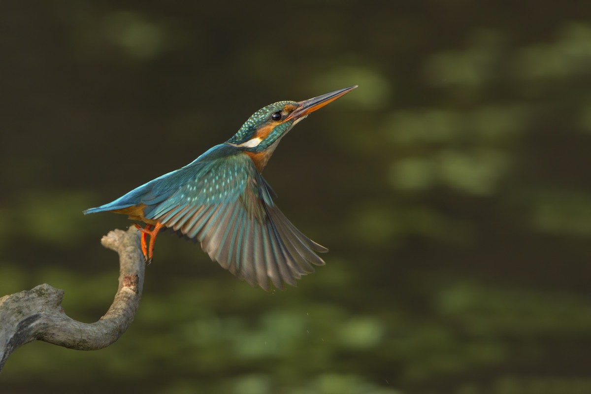Common Kingfisher - ML320287221
