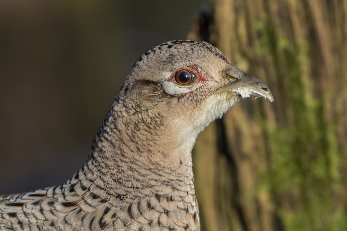 Ring-necked Pheasant - ML320288391