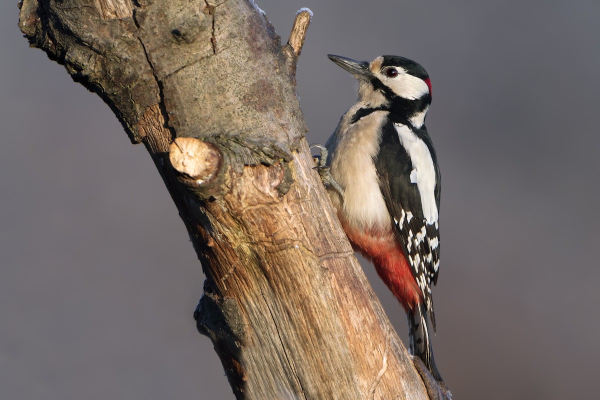 Great Spotted Woodpecker - ML320288851