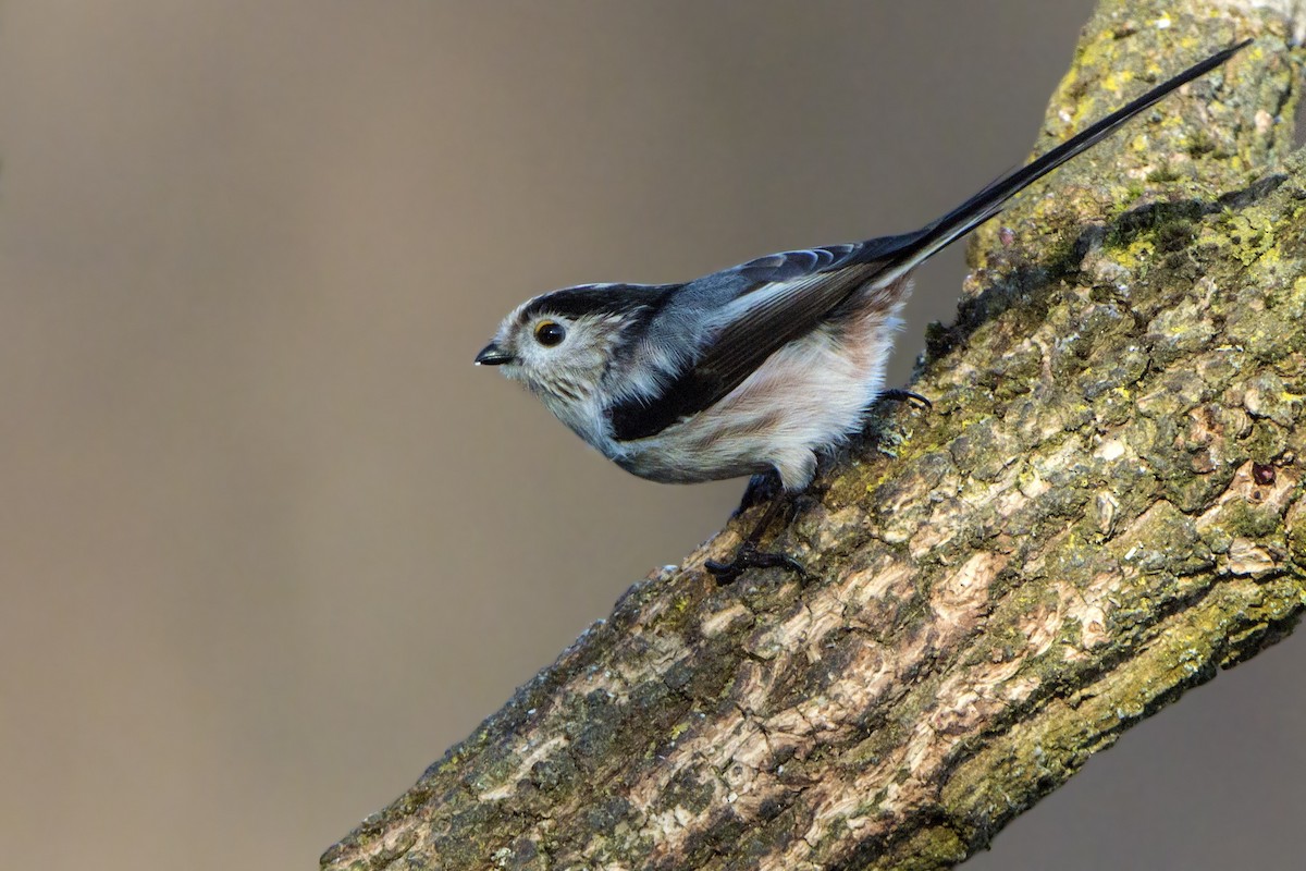 Long-tailed Tit - ML320289161