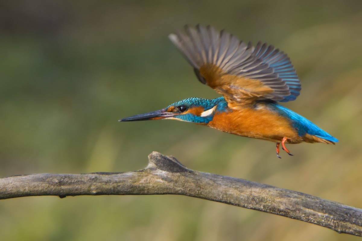 Common Kingfisher - ML320290131