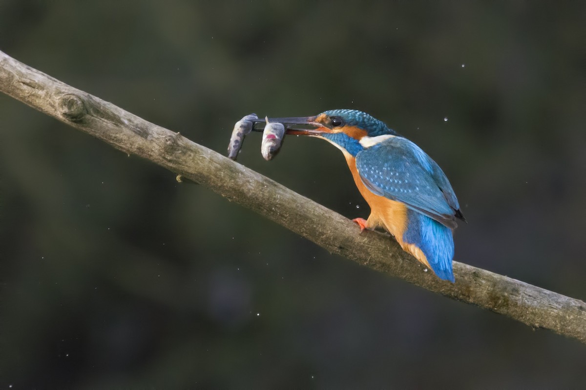 Common Kingfisher - ML320290331